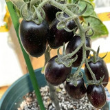 Black Jade Cherry Tomato Seeds – Easy to grow and manage, great taste, a specialty variety for beginners