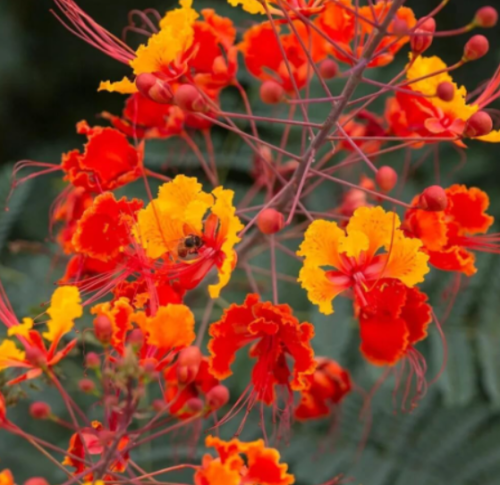 RED Bird of Paradise, Mexican | Dwarf Poinciana (C. pulcherrima) Seeds