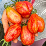 Red Pear Tomato Seeds – Specialty variety, easy to grow and manage, moderate yield, suitable for home garden planting