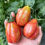 Red Pear Tomato Seeds – Specialty variety, easy to grow and manage, moderate yield, suitable for home garden planting