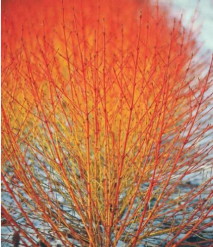 Cornus Sanguinea Seeds, Dogwood Midwinter Fire, Winter Flame Shrub Cold Hardy