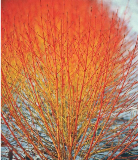 Cornus Sanguinea Seeds, Dogwood Midwinter Fire, Winter Flame Shrub Cold Hardy