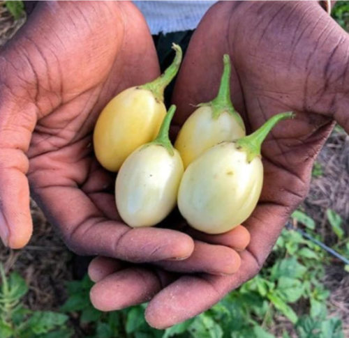 Eggplant Seeds - White Egg- Organic Seeds - Non GMO