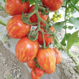 Red Pear Tomato Seeds – Specialty variety, easy to grow and manage, moderate yield, suitable for home garden planting