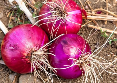 Red Creole Onion Seeds - Pint Root Rot resis Long Shelf Life