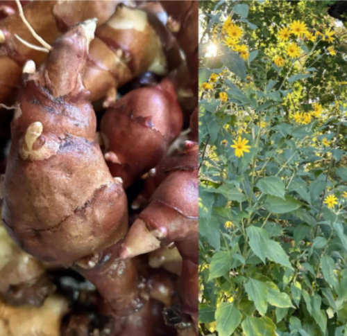 Red Fuseau Sunchoke Tubers for Planting – Jer lem Artichoke for Growing