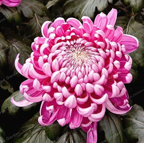 Chrysanthemum Seed Rare Perennial Flower Indoor Seed Plants Chrysanthemum Plant for Home Garden - (Color: 6)
