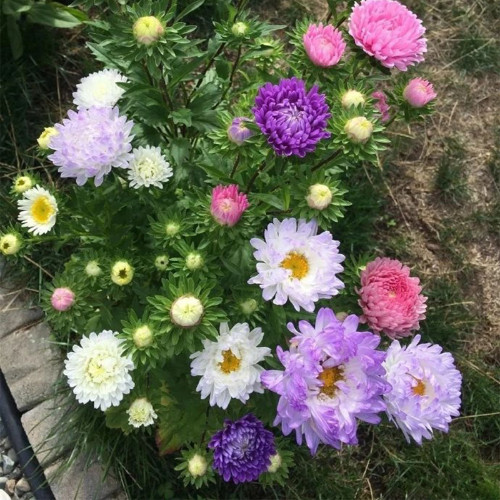 Hezhichun Mixed Color China Aster Seeds - Callistephus chinensis, Vibrant Blooms for Cut Flowers and Garden Decoration