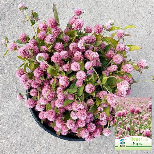 Hezhichun Pink Globe Amaranth Seeds - Easy-to-Grow Adaptable Flower for Garden Borders & Cut Bouquets