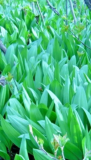 Ramp Seeds aka Wild Leek and Allium Tricoccum
