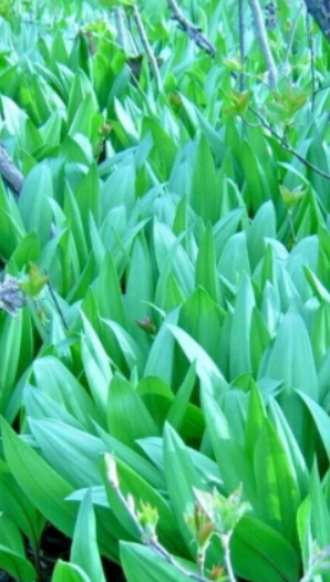Ramp Seeds aka Wild Leek and Allium Tricoccum