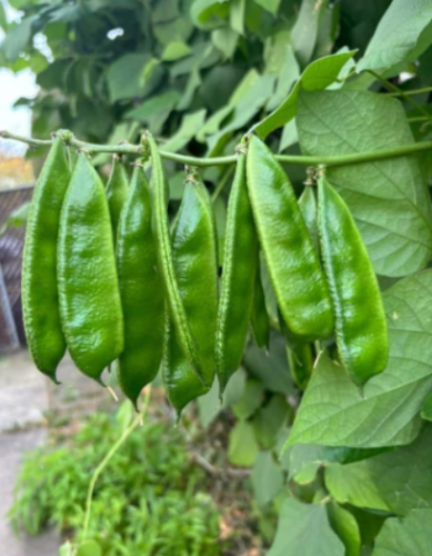 Country Bean Bari - 1 Bangladeshi Flat Bean Deshi Shim Seeds