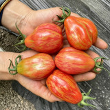 Red Pear Tomato Seeds – Specialty variety, easy to grow and manage, moderate yield, suitable for home garden planting