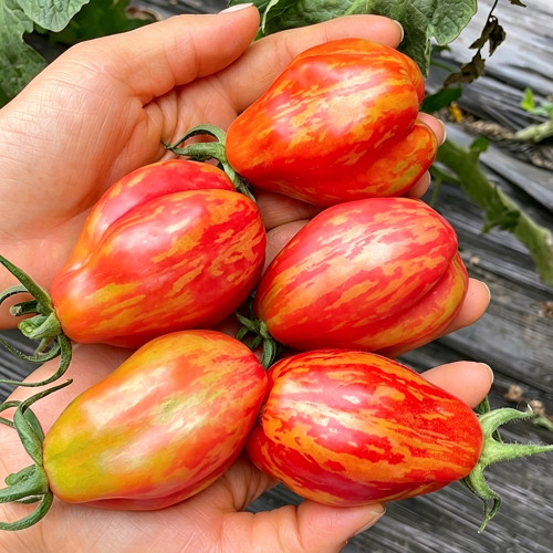 Red Pear Tomato Seeds – Specialty variety, easy to grow and manage, moderate yield, suitable for home garden planting