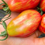 Red Pear Tomato Seeds – Specialty variety, easy to grow and manage, moderate yield, suitable for home garden planting