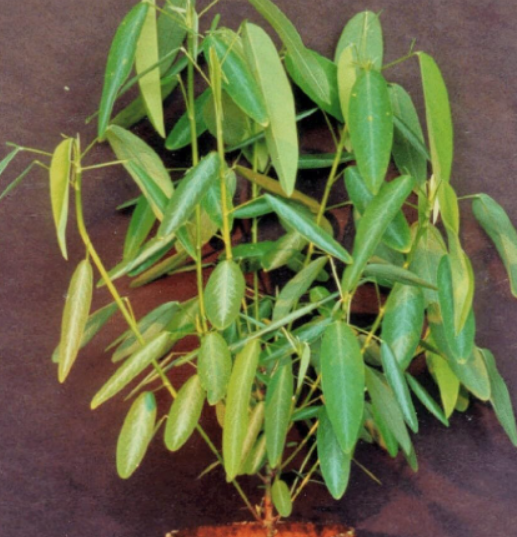 Codariocalyx Motorius Seeds, Telegraph Dancing Plant, Desmodium gyrans
