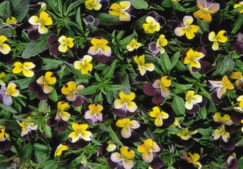 Johnny Jump UP Flower Seeds - Bulk - TRI-Color