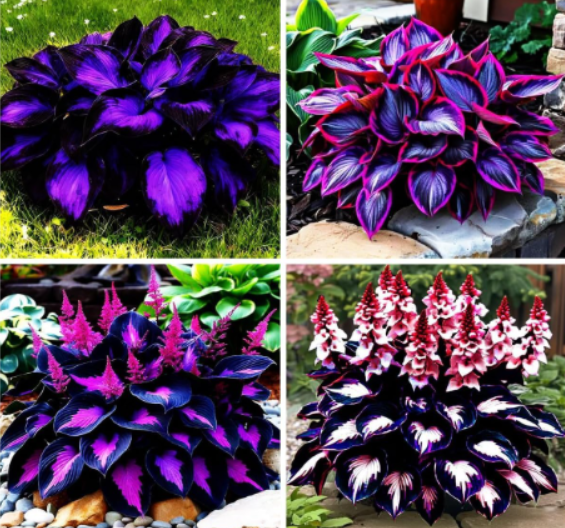 Mixed Hosta Seeds for Planting Outdoors Giant Hostas Seeds Perennial