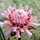 Torch Ginger Etlingera Elatior Flower Seed Rare Rose Flower Exotic Plants