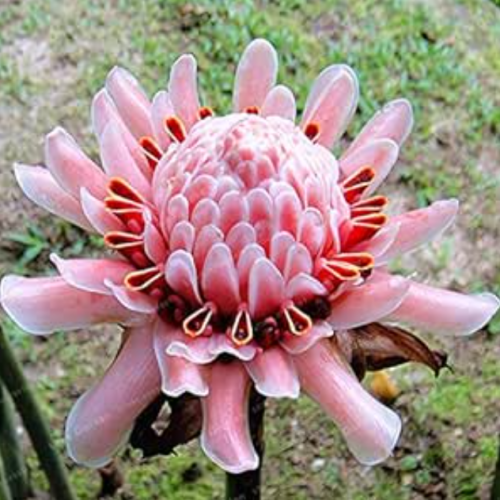 Torch Ginger Etlingera Elatior Flower Seed Rare Rose Flower Exotic Plants