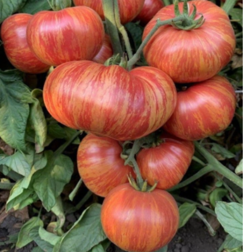 Red Zebra Tomato Seeds