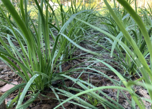 Garlic Chives Seeds | Non-GMO | Fall Fresh Garden Seeds