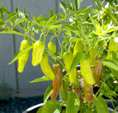 Golden Greek Pepperoncini Pepper Seeds | Heirloom/Non-GMO |