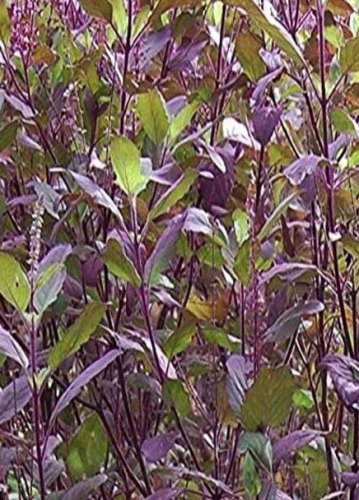 Purple Krishna Tulsi Ocimum Sanctum Tenuiflorum Herb Seeds