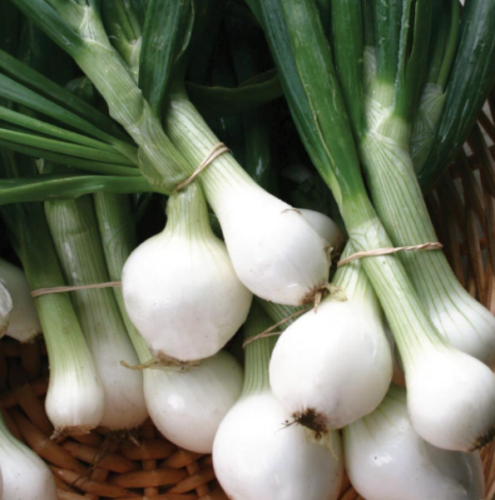 Crystal White Wax Onion Seeds Fresh Harvest for Gardens