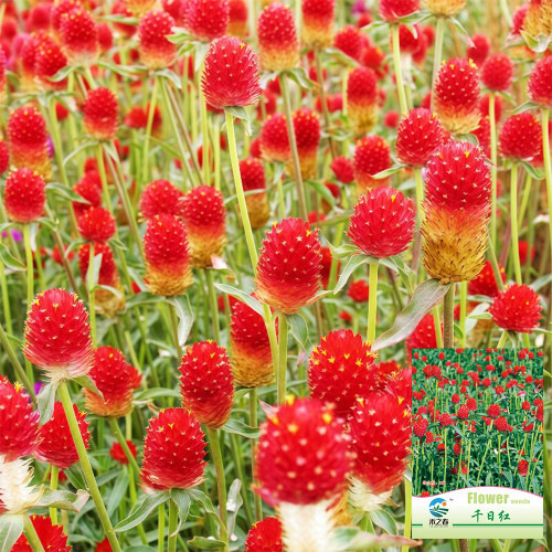 Hezhichun Globe Amaranth Seeds – Gomphrena Globosa, Everlasting Dried Flowers, Bright Spherical Blooms for Sunny Gardens