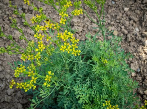 Rue (Ruta graveolens) Seeds,