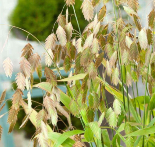 Seeds of Organic Northern Sea Oats, Ornamental Grass Year Round Interest