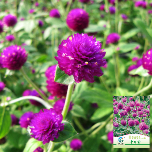 Hezhichun Purple Globe Amaranth Seeds – Everlasting Dried Flowers, Drought Tolerant Annual for Garden Decor