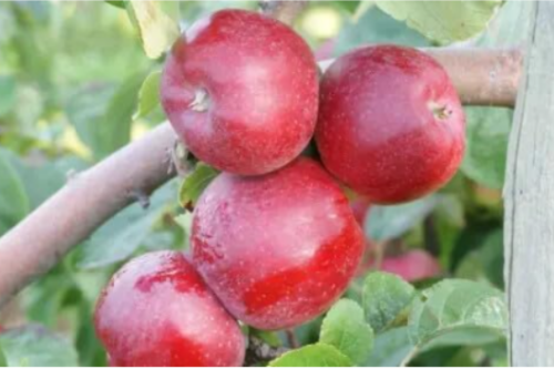 Liberty Apple Seeds for Garden Planting