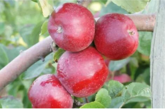 Liberty Apple Seeds for Garden Planting