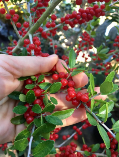 Organic Yaupon Holly Seeds Natural Caffeine Tea Plant Coffee Alternative