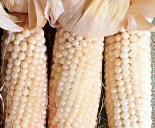 White Japanese HULLESS Popcorn Seeds Organic Summer Fall Vegetable Garden