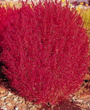 Burning Bush Seeds, Flowering Bush, Heirloom Seed, Bright Foliage Plant