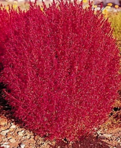 Burning Bush Seeds, Flowering Bush, Heirloom Seed, Bright Foliage Plant