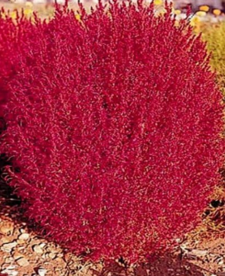 Burning Bush Seeds, Flowering Bush, Heirloom Seed, Bright Foliage Plant