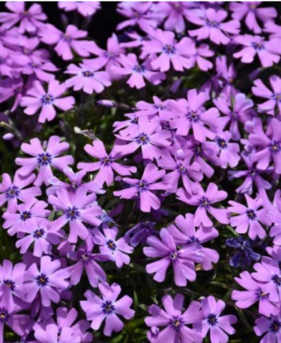 Purple Beauty Moss Phlox Seeds for Garden Planting