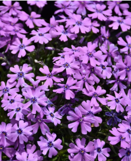 Purple Beauty Moss Phlox Seeds for Garden Planting