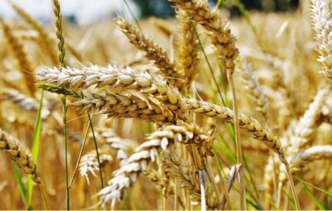 Einkorn Wheat Seeds