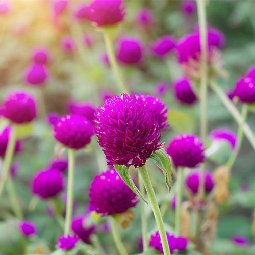 Hezhichun Purple Globe Amaranth Seeds – Everlasting Dried Flowers, Drought Tolerant Annual for Garden Decor