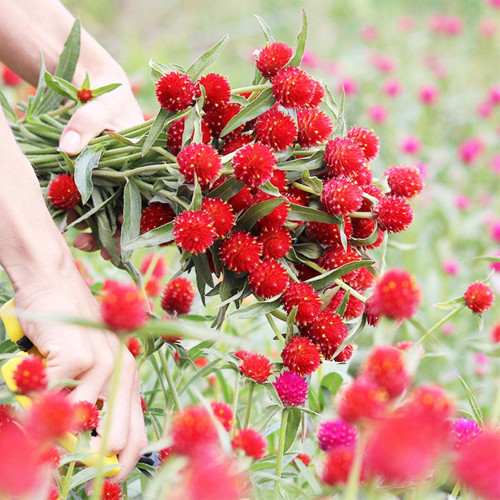 Hezhichun Globe Amaranth Seeds – Gomphrena Globosa, Everlasting Dried Flowers, Bright Spherical Blooms for Sunny Gardens