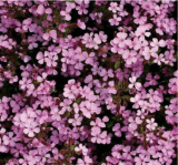 Rock Soapwort Seeds SAPONARIA Perennial Flower Creeping groundcover Plant