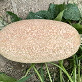 Halloween Pumpkin Seeds – Unique Pumpkin, Easy to Grow and Manage, with Ornamental and Edible Value