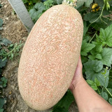 Halloween Pumpkin Seeds – Unique Pumpkin, Easy to Grow and Manage, with Ornamental and Edible Value