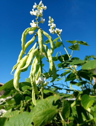 HYAWING Bean Seeds *Super Rare Hybrid* || high-Yield ||
