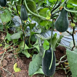 Little Darling Melon Seeds – High Yield, Easy to Grow, Strong Adaptability, Suitable for All Growers